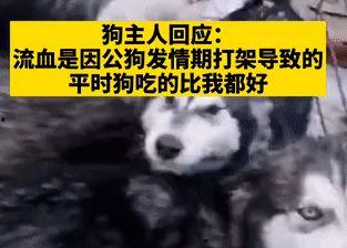 爆料狗狗打架视频播放大全,火爆打架视频大盘点 第3张 爆料狗狗打架视频播放大全,火爆打架视频大盘点 第3张
