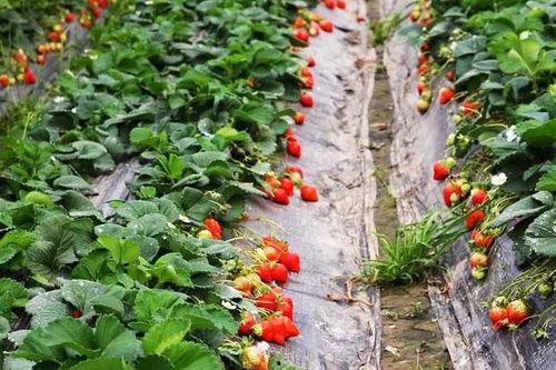 大棚草莓爆料视频大全,视频大全带你领略草莓种植全过程  第3张